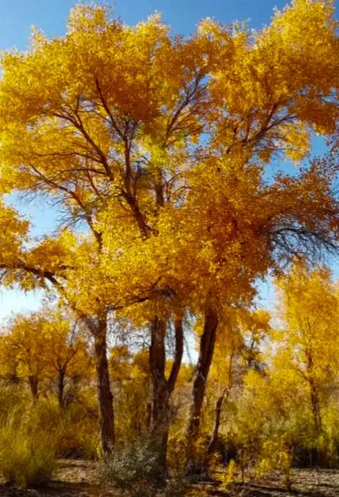 为圆天地，为头条联友对联；
一叶辞秋，留半岭金黄诗稿，
几枝报春，看满山浅绿画廊