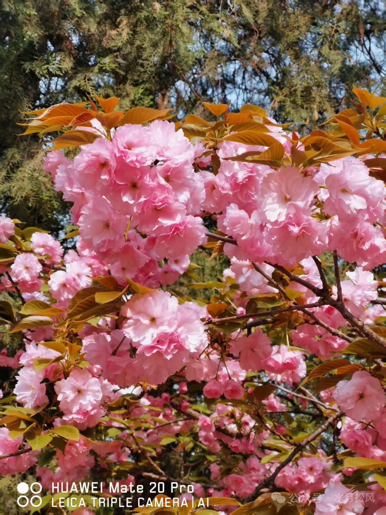 捣练子·关山樱
枝叶嫩，花团锦，
绯云满树竞风流。
东君巧施胭脂色，
蝶蜂纷绕乐