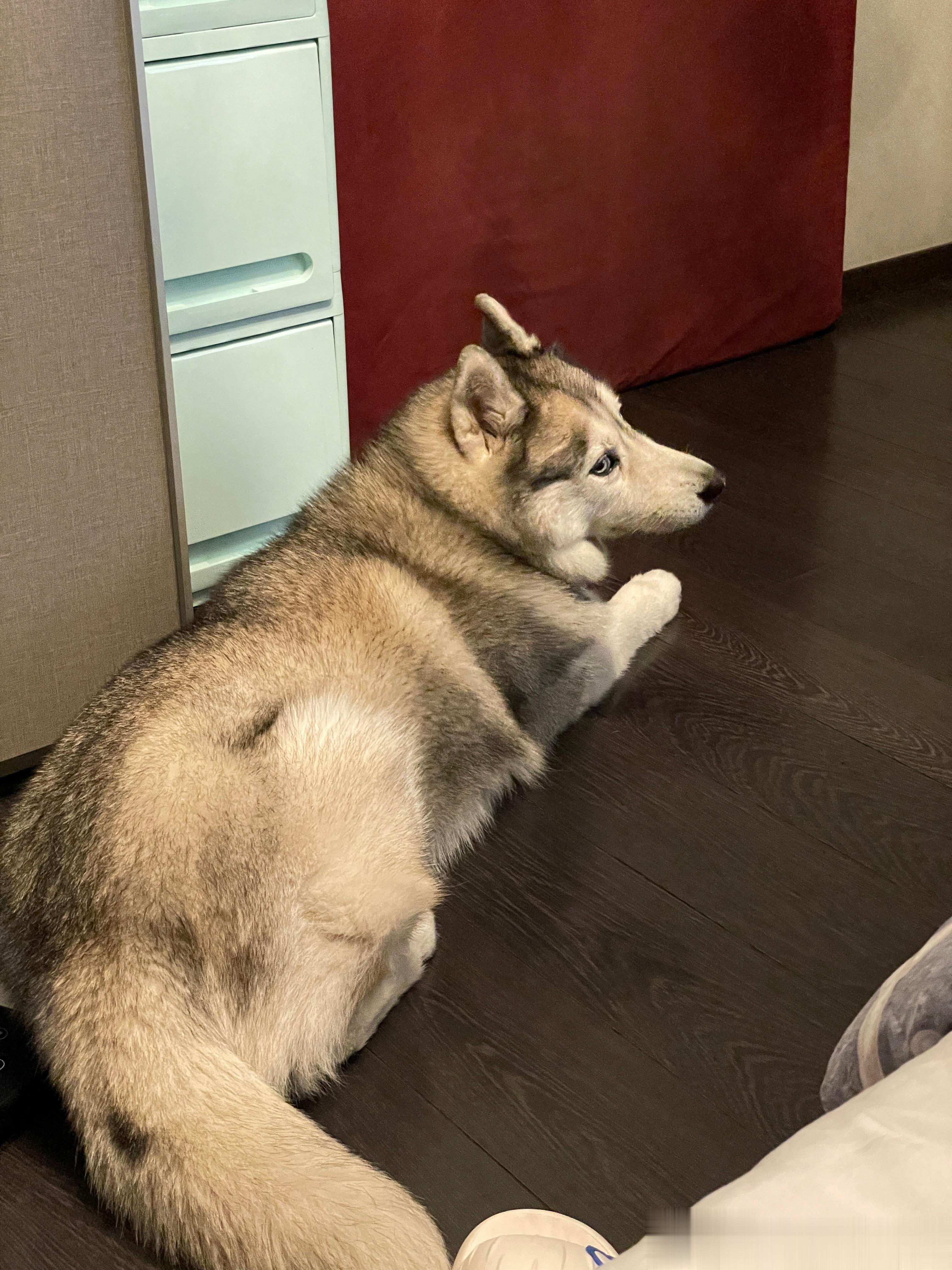  可能是吃了药。。憋不住尿，我没理解到灰灰的疯狂暗示[裂开]在家尿了一大泡[裂开