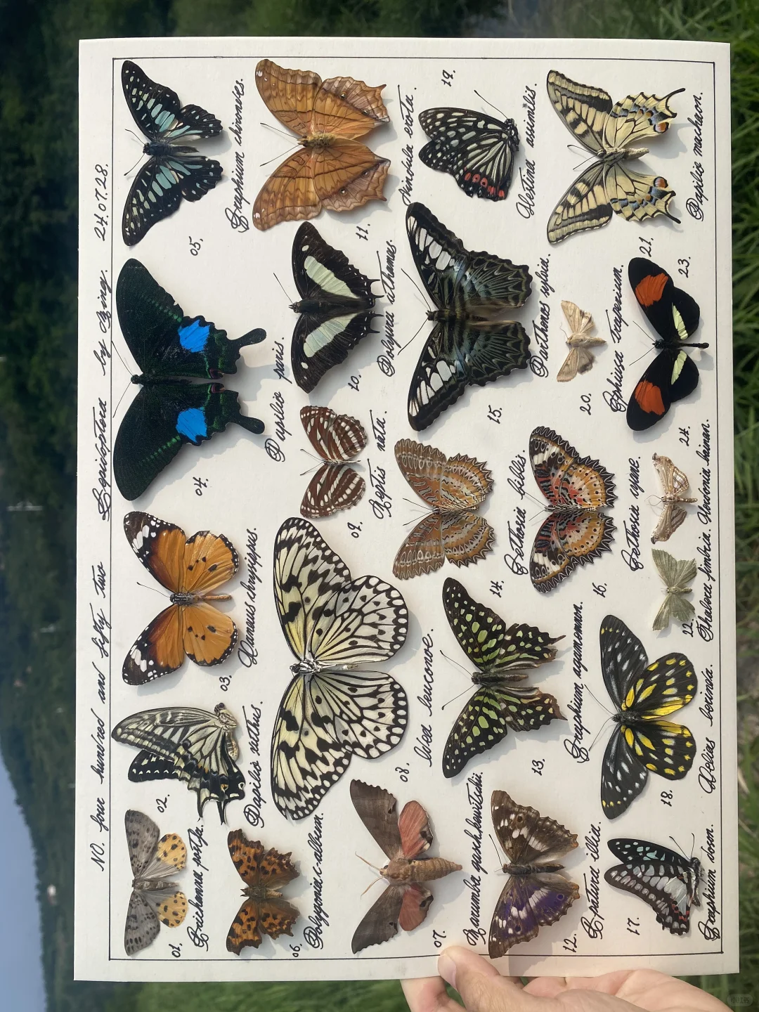 告诉我 你喜欢里面哪只蝴蝶～