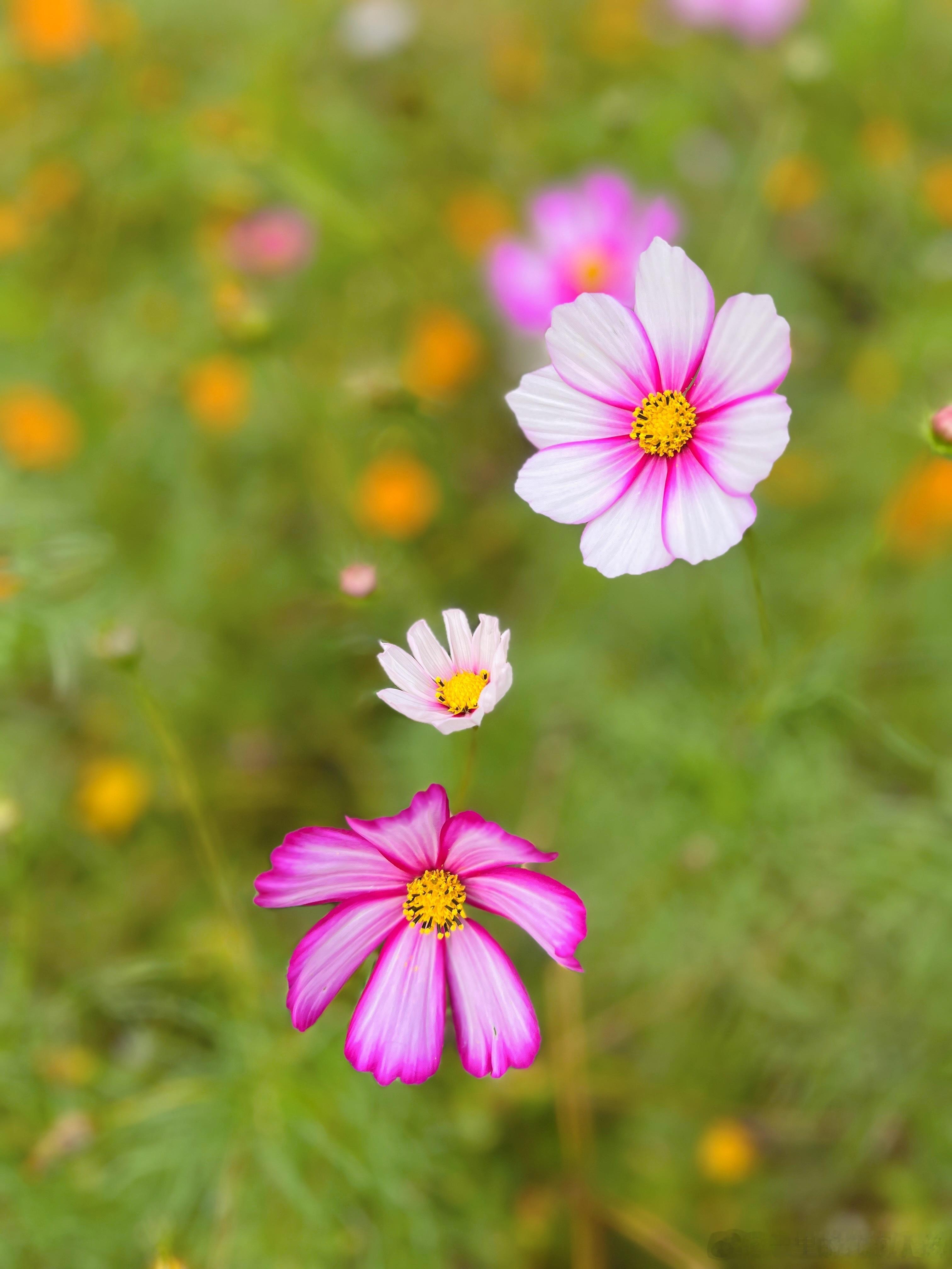 慢慢会发现，你喜欢什么，什么就会治愈你。一片叶子的舒展，一朵小花的盛开，一阵微风