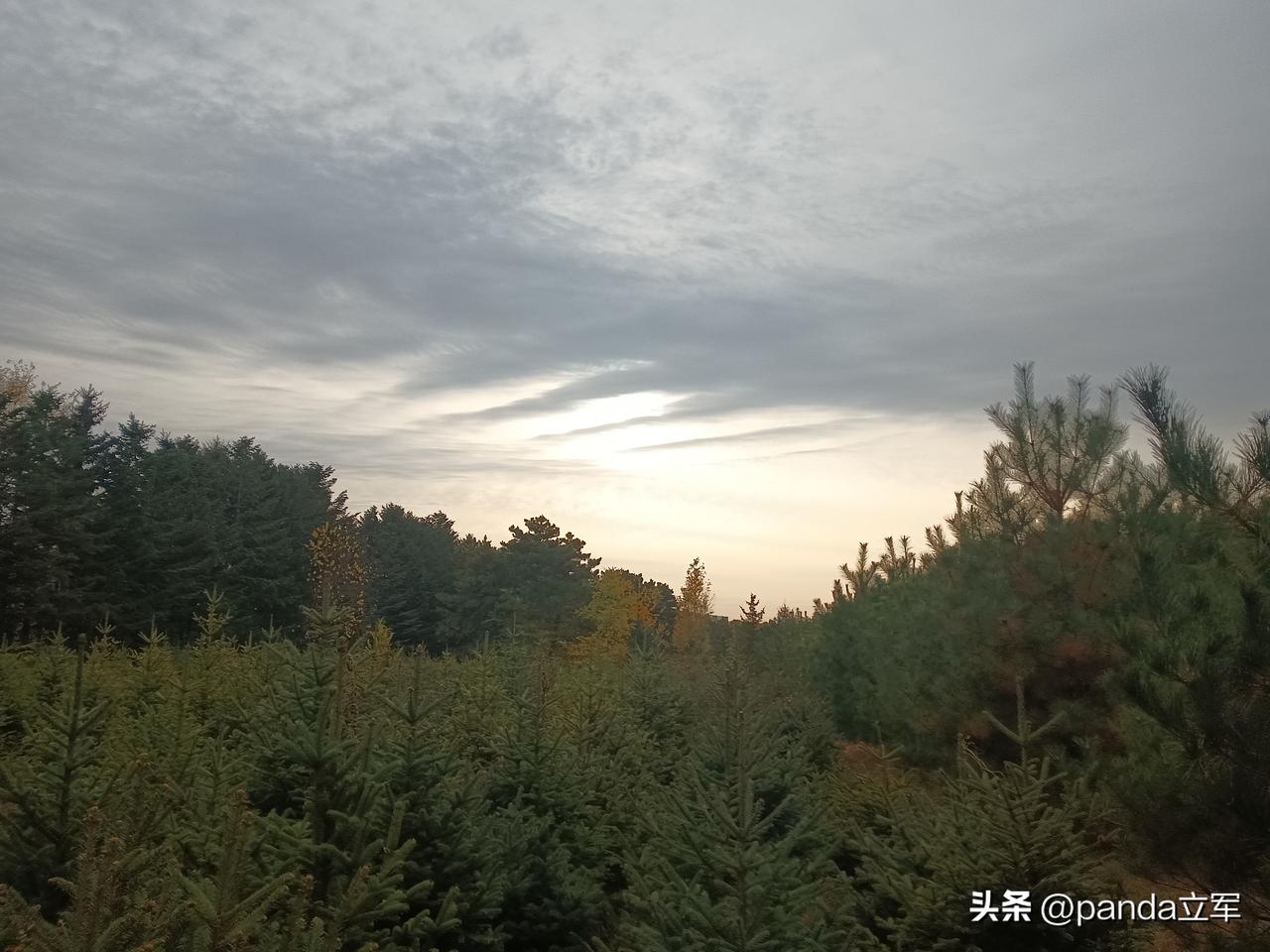 九月初九重阳节，距今已有两千多年的历史。
最早是古人插茱萸、登高避祸，后来演变成