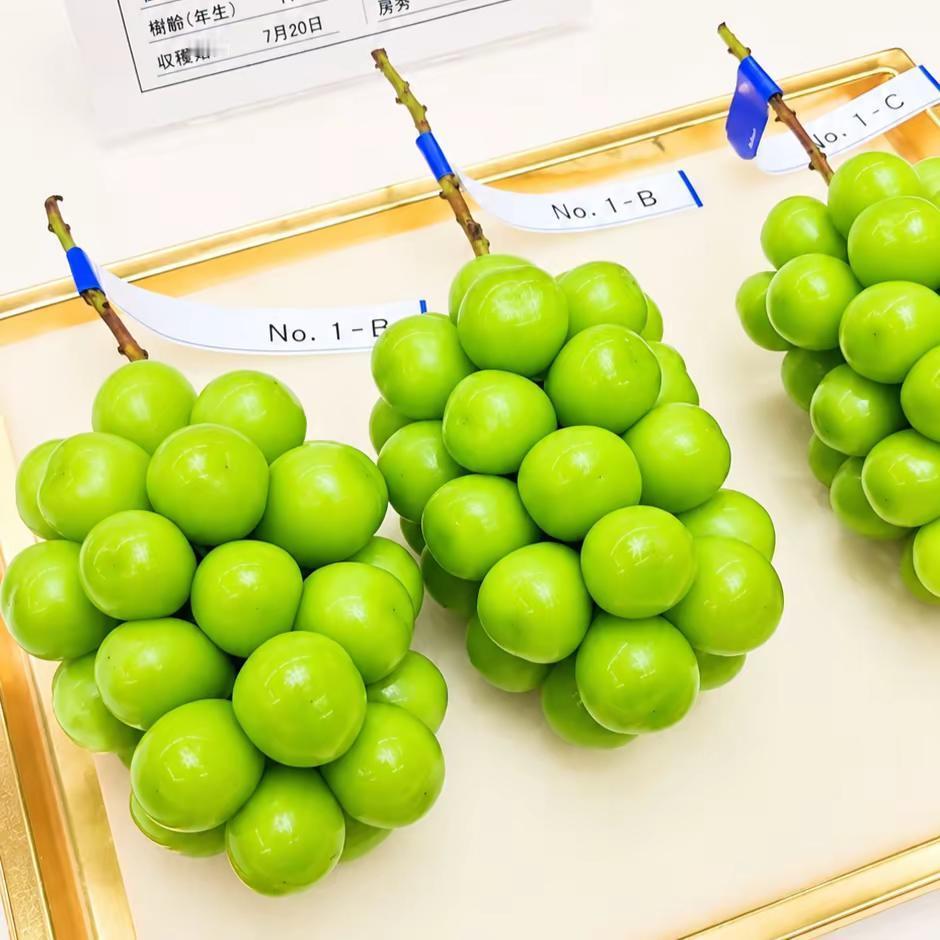 精品，穗重1.4斤左右，颗粒重22克左右，糖度18-19
