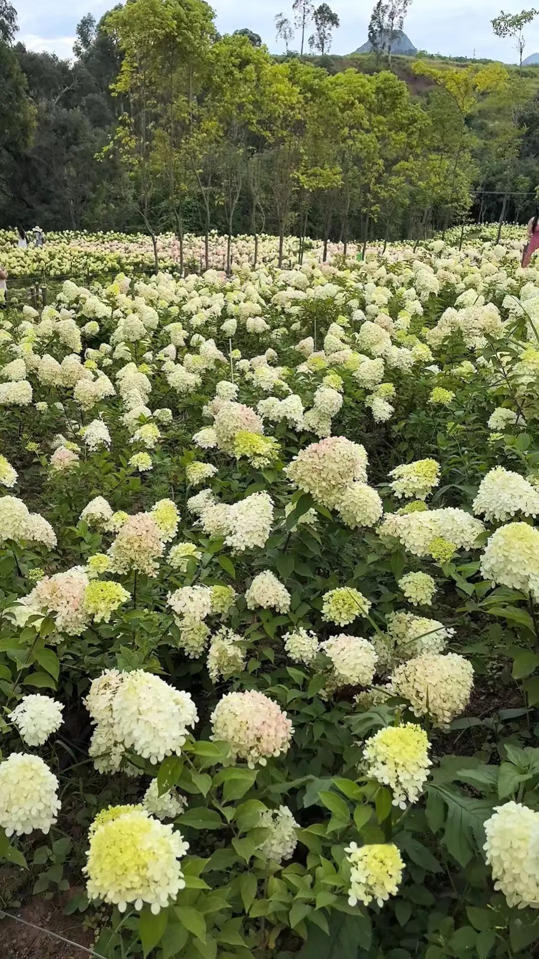 🌸抚仙湖抚海花屿 | 邂逅梦幻绣球花海

宝子们，今天我要给大家分享一个抚仙湖