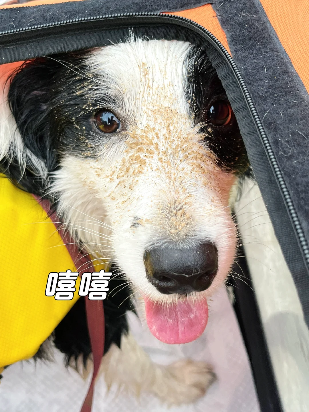 小狗的 嘻嘻和不嘻嘻