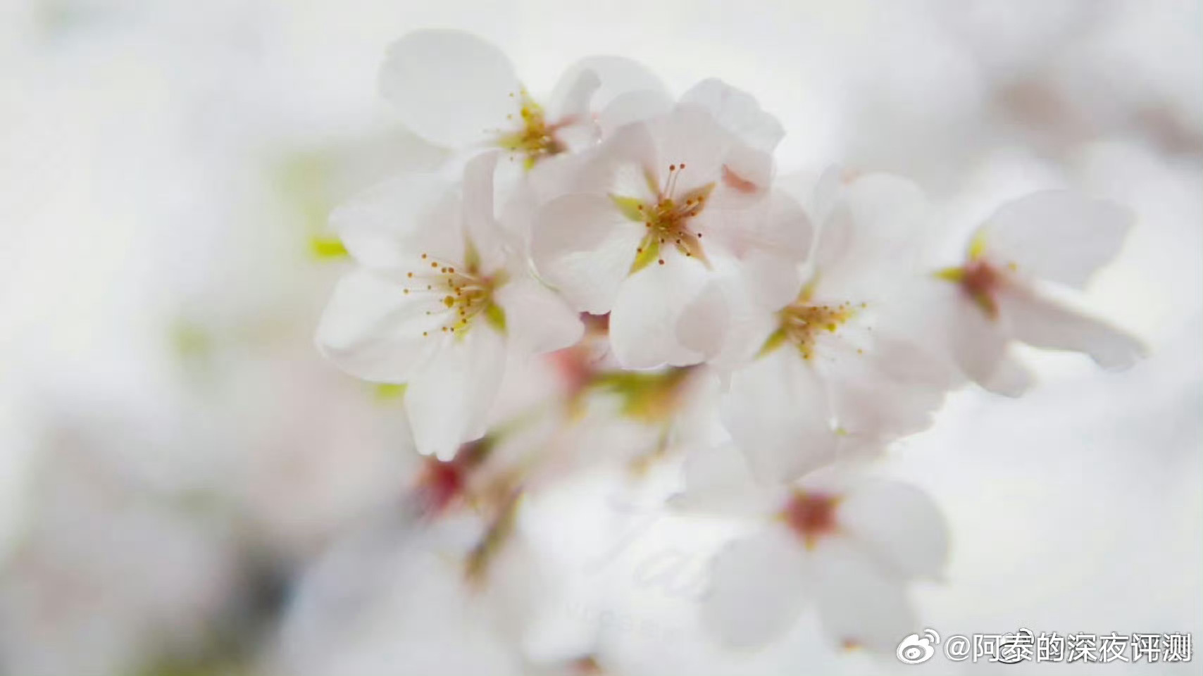 春意浓🍃🍃终于出太阳了，樱花也开了！ 
