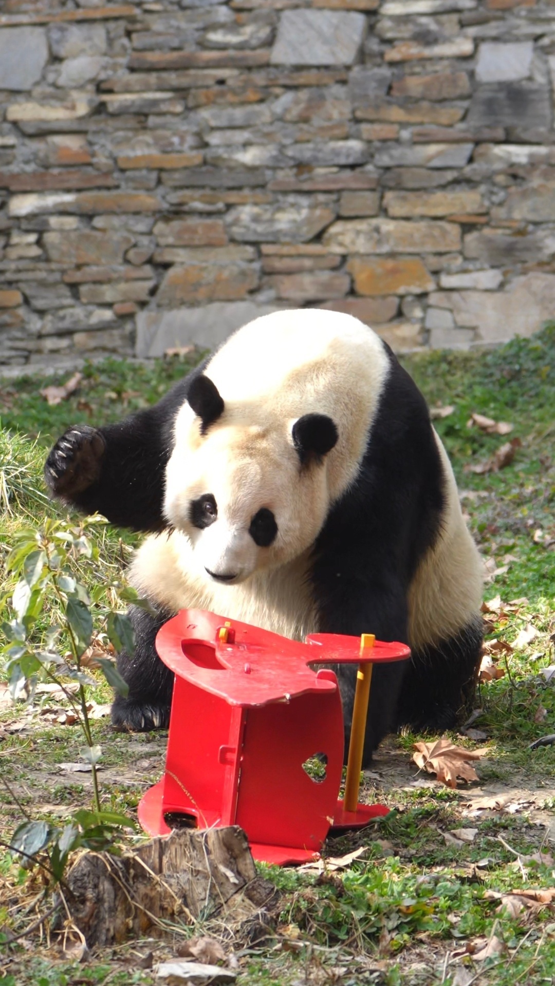 熊猫守护者 🐼森林驿站🌳自带软萌氛围感的国宝，慵懒惬意的每一瞬间，总能抚平心