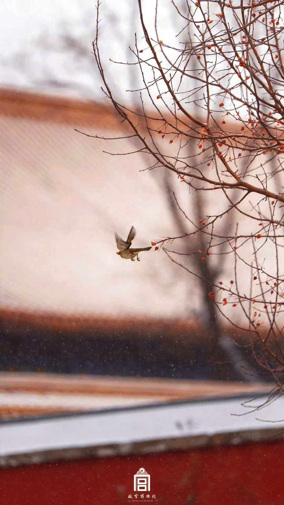 2025北京初雪❄️！（故宫出品，稍做调色）！明儿计划去天坛（但也可能在家睡觉?