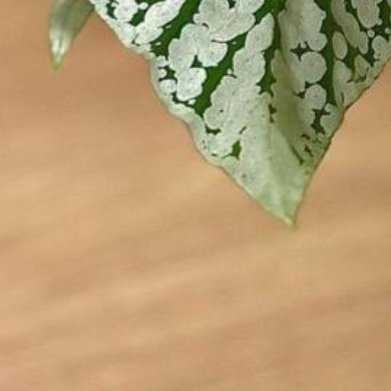 白花秋海棠（银斑秋海棠）外观：叶片翠绿带银色细碎斑点，花朵洁白轻盈，耐阴高手，采