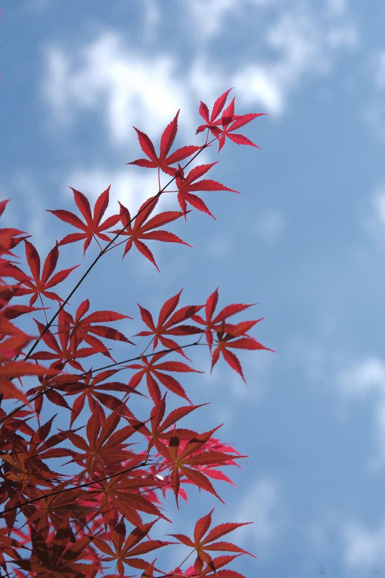 五一来网师园，邂逅藏在白墙黛瓦里的江南浪漫！白墙爬满盛放的蔷薇，门廊边也缀着粉白