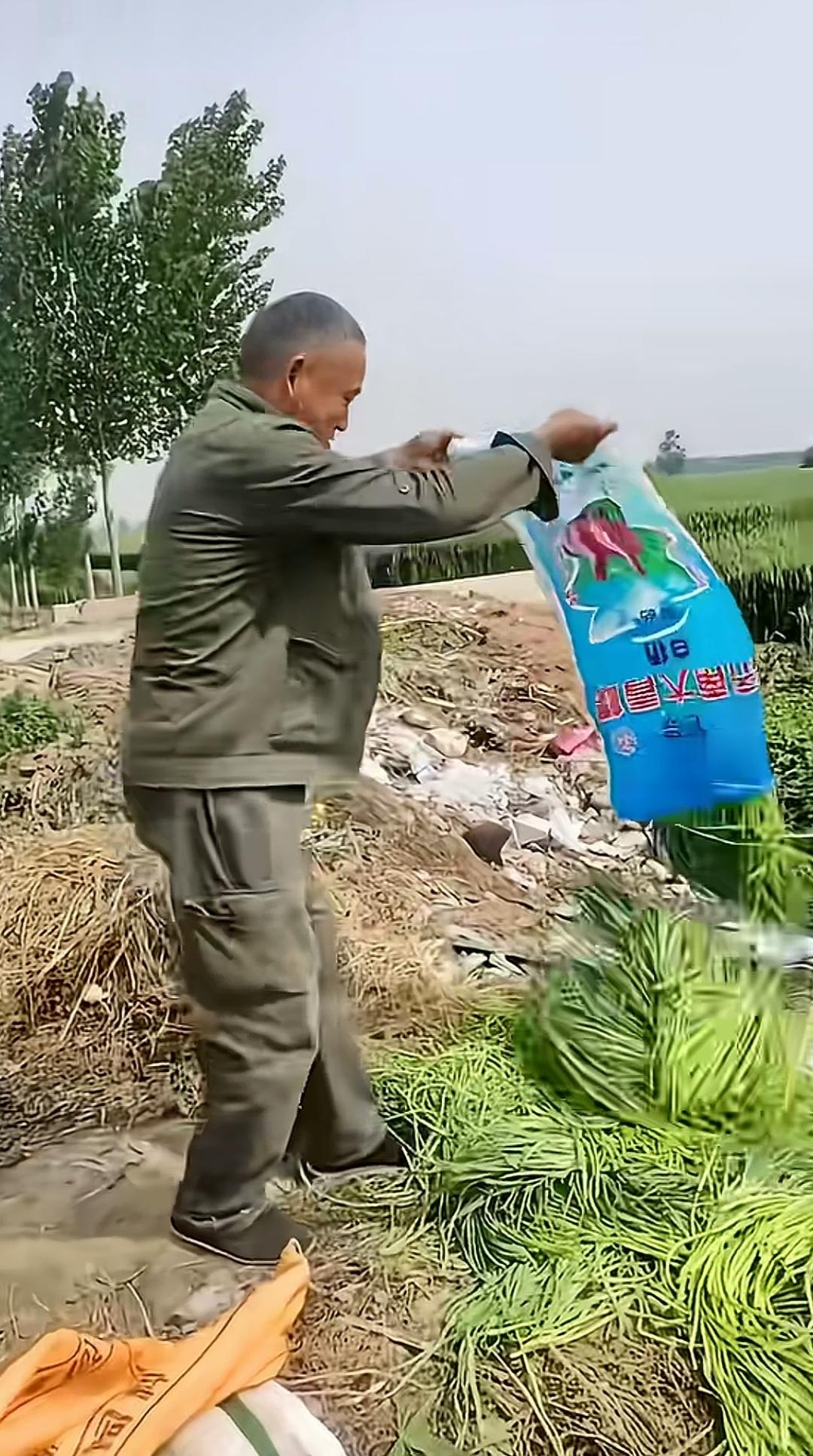 好不容易采收上来的新鲜蒜苔全被倒掉，这是怎么回事？这难道不是在践踏自己的劳动成果