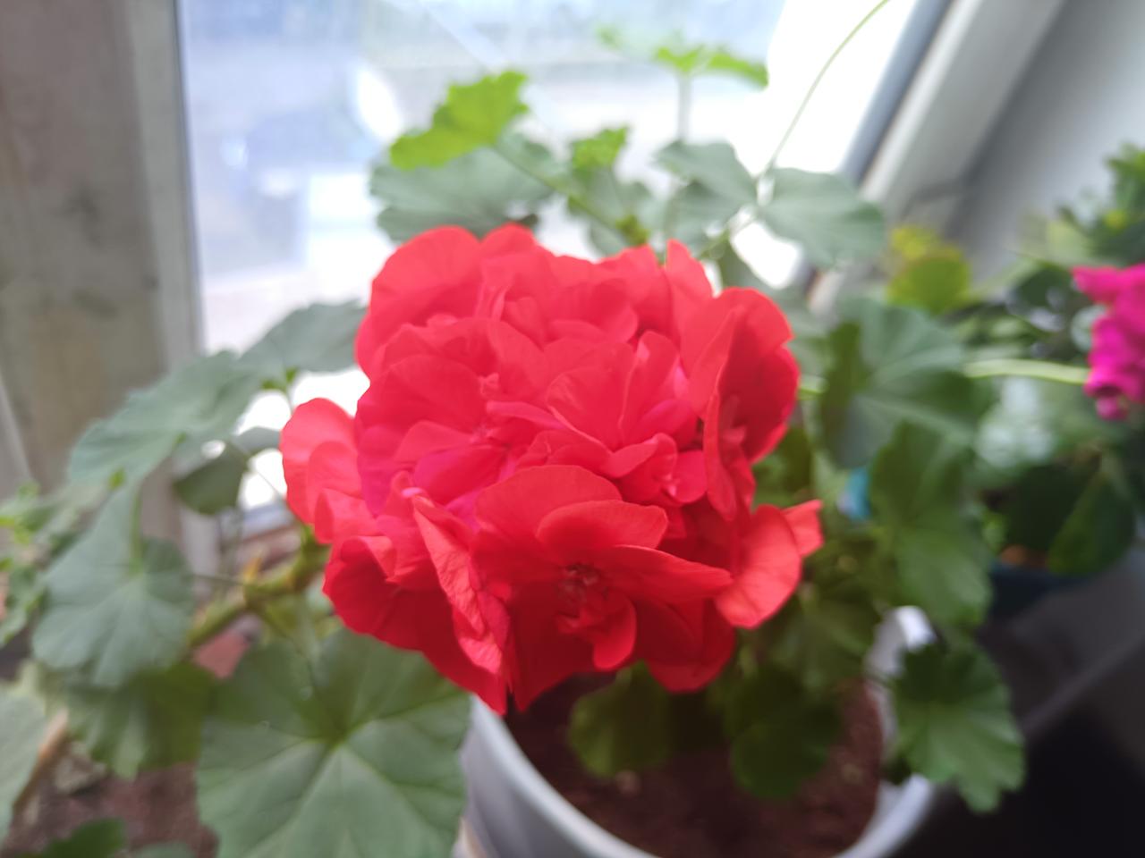 分享一下拍的花朵