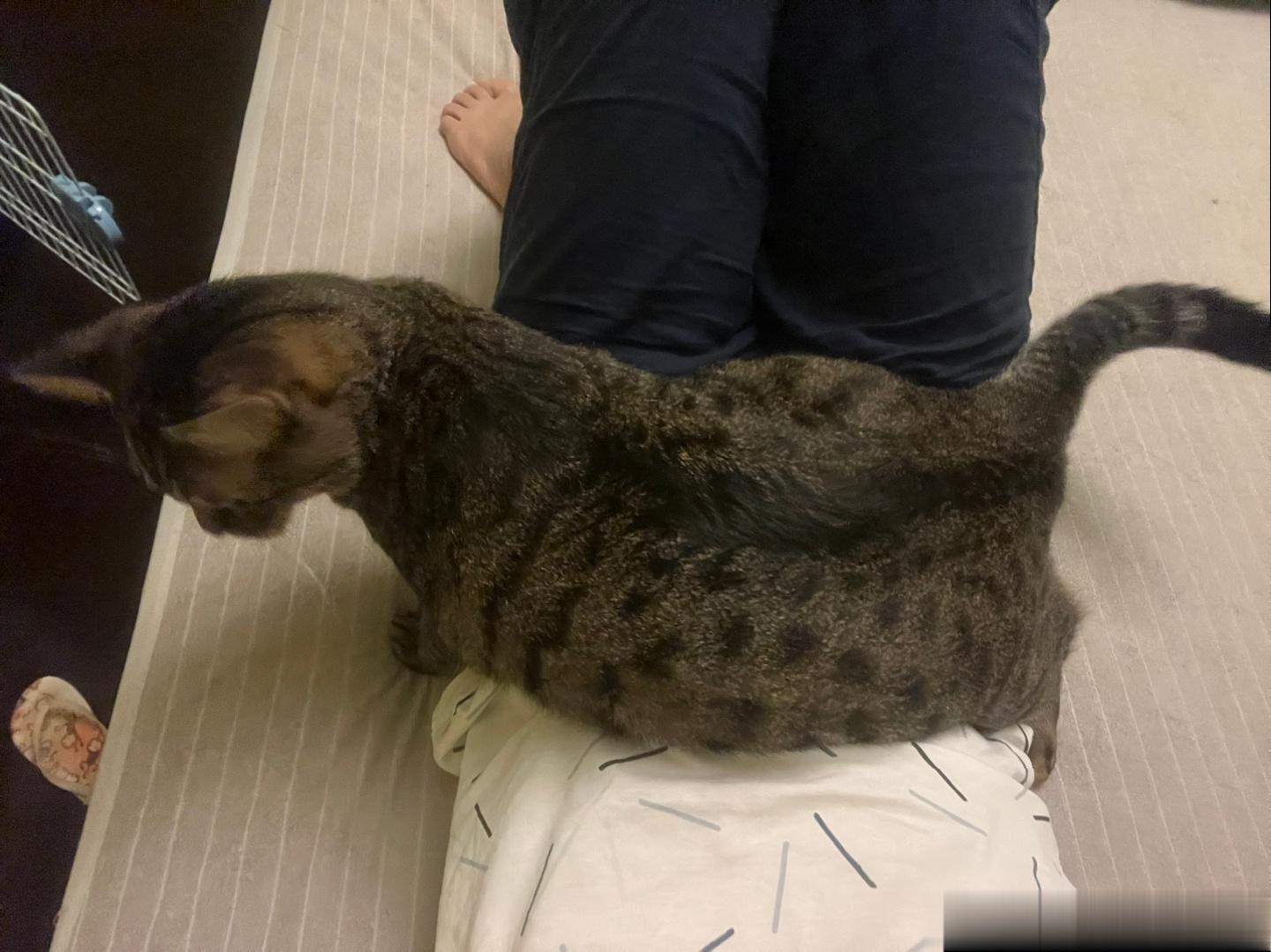 又来搭我肚子上了……你这个小猫，能不能有点自我，谁家小猫咪跟你一样粘着人啊[怒骂