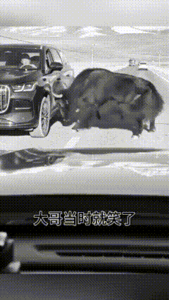 这种情况保险公司赔给吗？