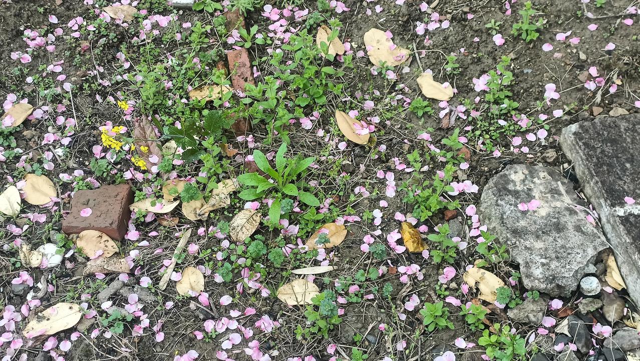 这是桃花落瓣的场景。现在桃花的花瓣开始落了，这是果实酝酿的过程。很多果树有花开花