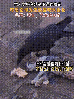 谁能想到！救了饿晕流浪猫的，竟然是一只乌鸦

看完这一幕，再也不敢说动物没有感情