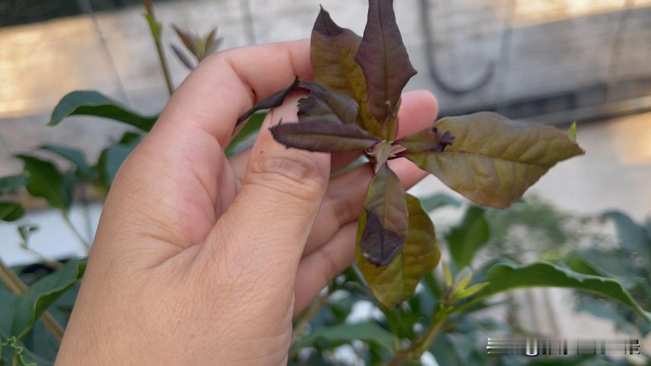 桂花树叶子尖干枯怎么办嫩芽期的焦尖如图一图二都是烤伤，老叶焦尖都是前面养护中缺过