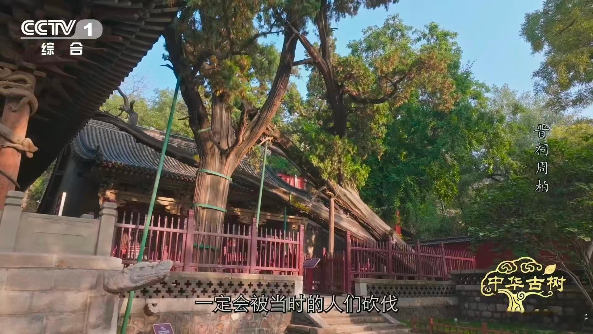 3000岁古柏躺着长了数百年 亲眼见周柏才懂震撼！3000 岁树龄横着生长，根系