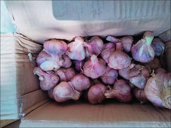 新大蒜太便宜了，网购两元1斤，买了五斤 新大蒜太便宜了，网购两元1斤，买了5斤，