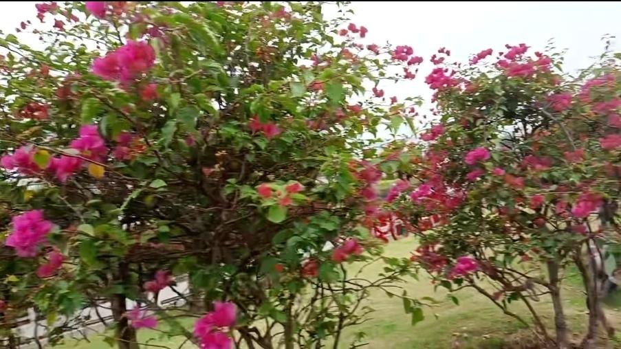 冬日里的鲜花显得格外美丽。