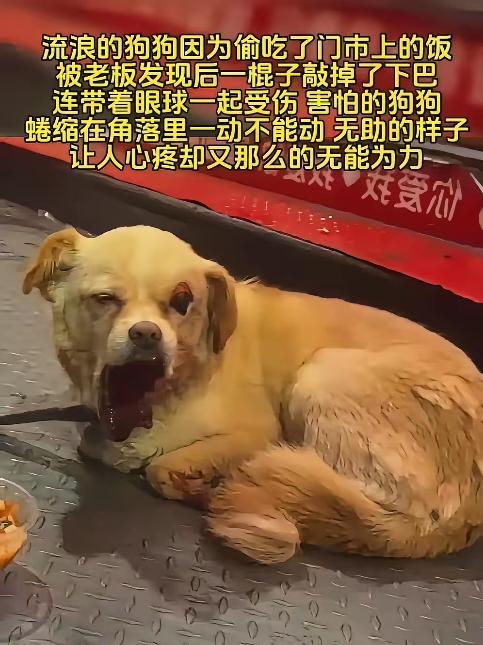 苏州一只流浪狗偷吃门市剩饭后，被店主一棍打断下巴，眼睛也被打瞎。夜跑男子发现时，