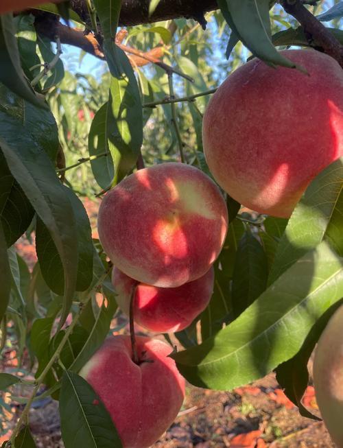 蒙阴蜜桃封神🍑山东“桃乡”爆汁甜攻略
山东蒙阴=中国蜜桃之乡，71万亩桃园、5