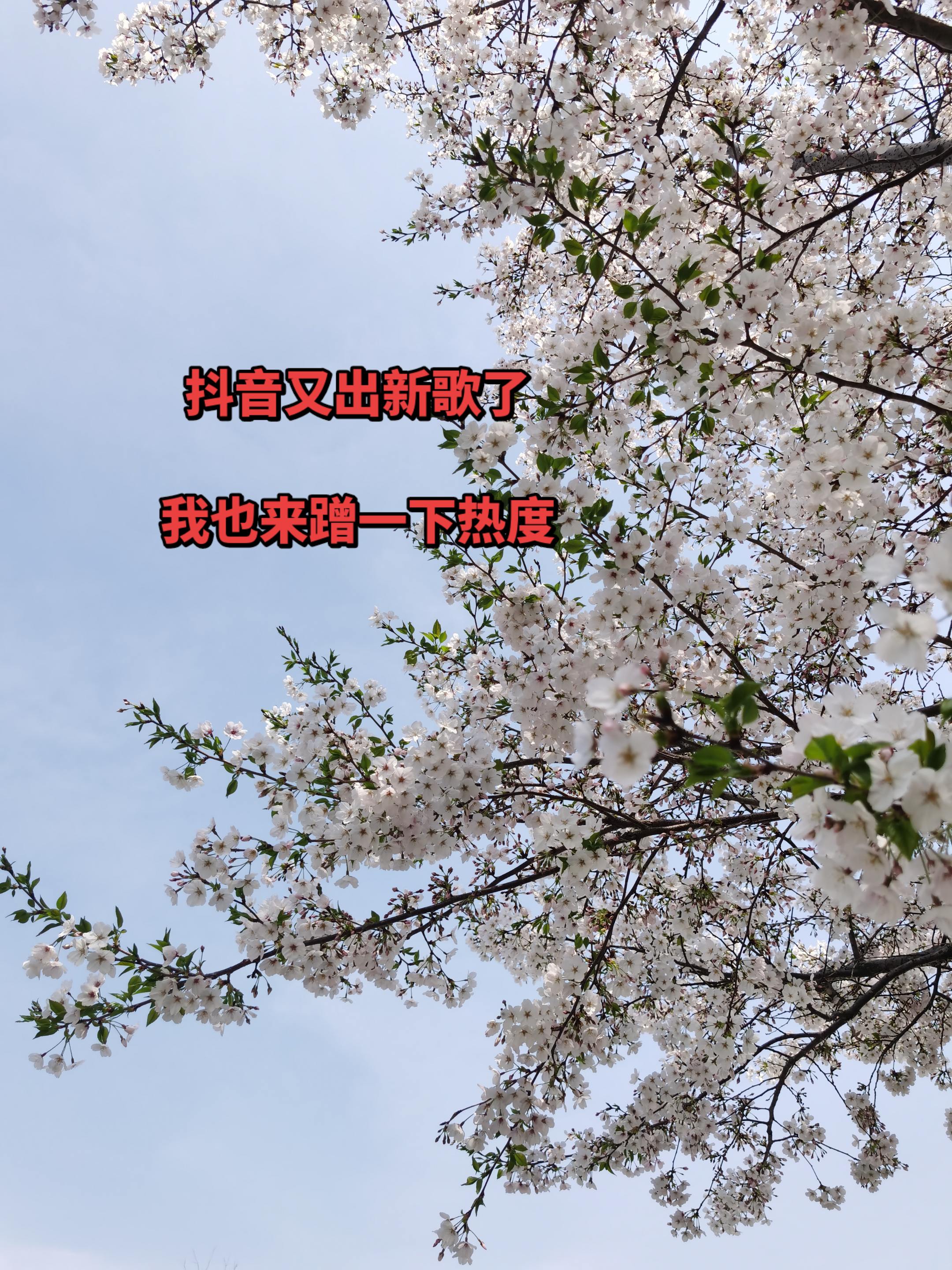 又出新歌了