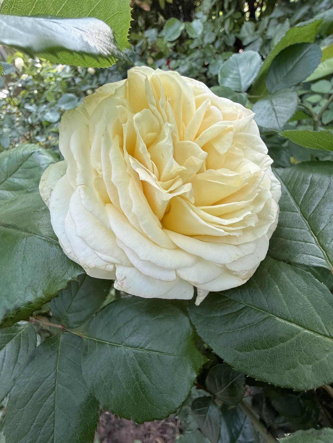 【小对联】
上：……？
下：前怕狼。