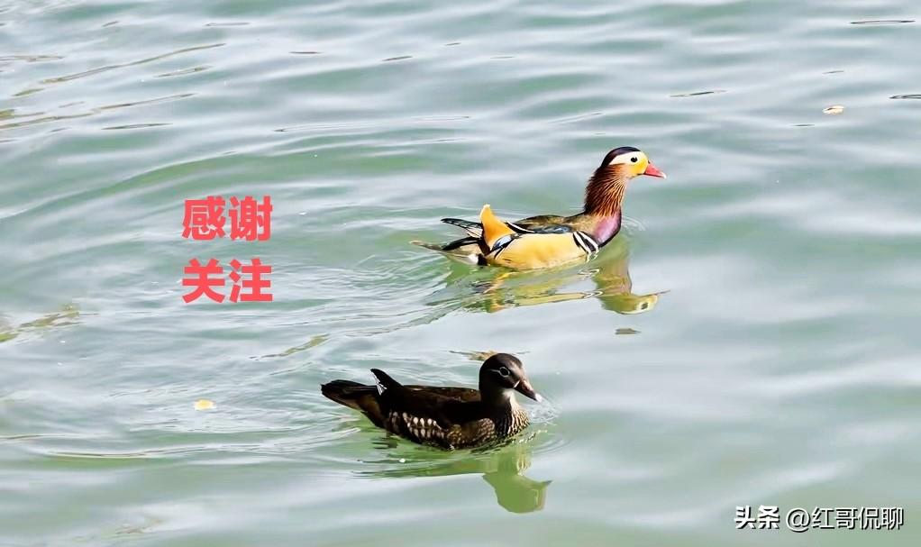 这里精选一批描写春天小动物的经典古诗，按动物分类，好记又好用👇
 🦆 鸭/鹅