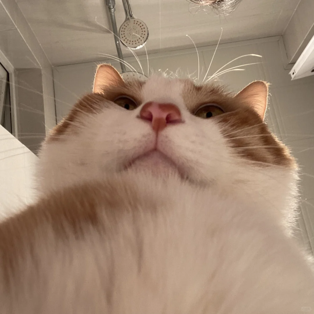 人，你可以在猫宽广的胸膛里哭泣
