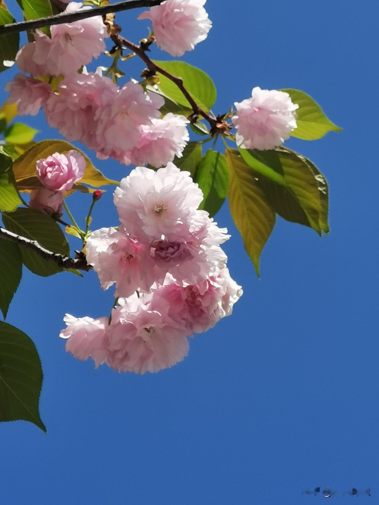 晚樱随拍

最近拍了好多晚樱，美得直入人心！3月的福建连江丹樱农场，万株晚樱竞相