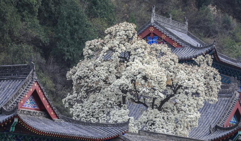 西安南五台弥陀古寺的千年紫玉兰开啦，简直美炸！这藏在终南山下的古寺，始建于隋开皇
