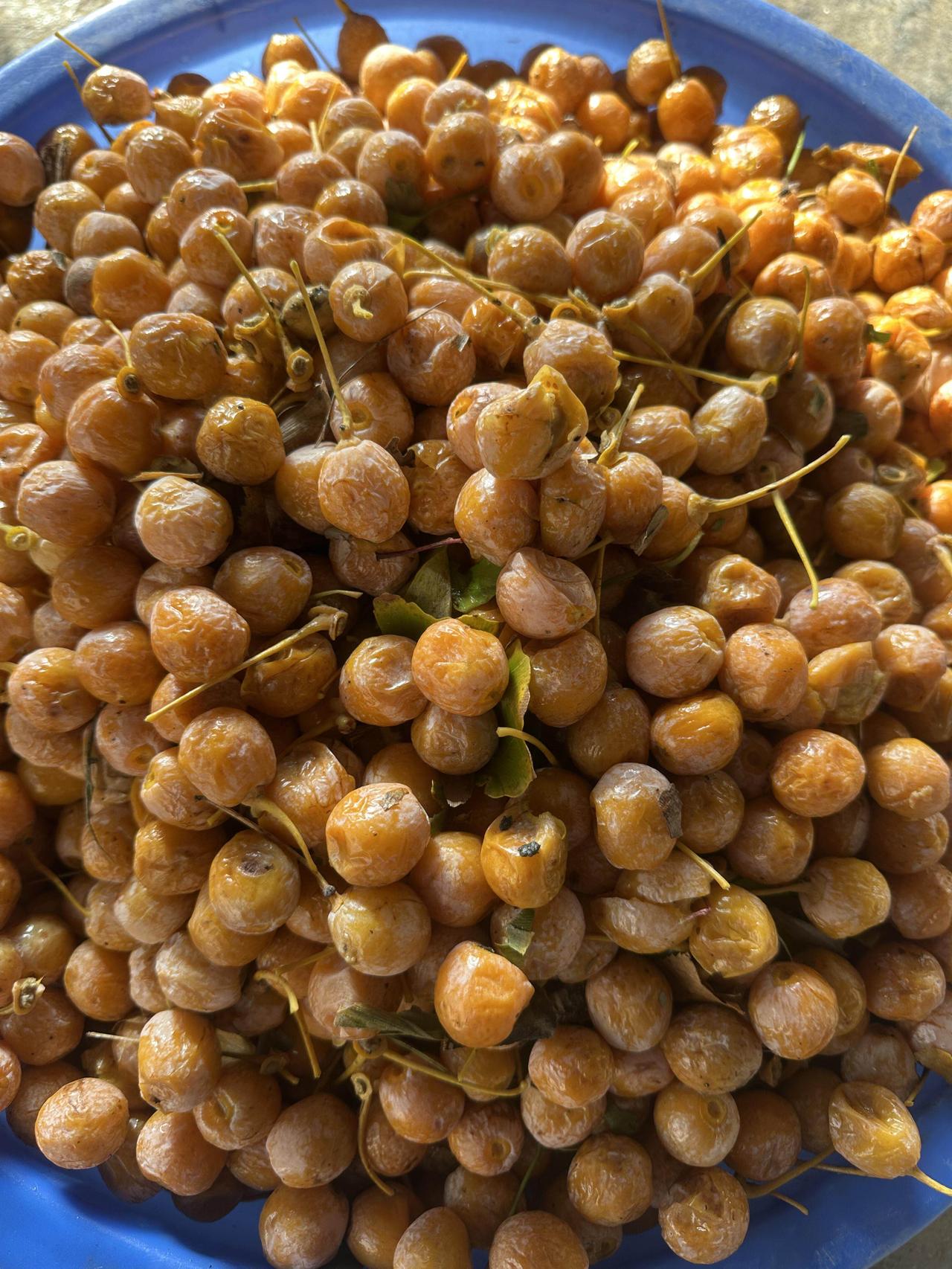 谁认识是啥
昨天出去路边捡了一大盆，太臭了，现在手上还有味儿