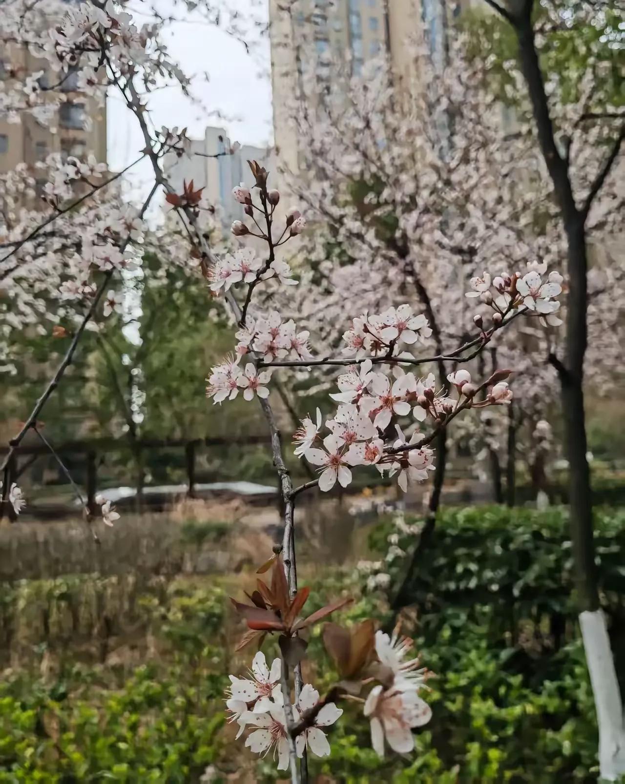 你能接受折耳根的味道吗