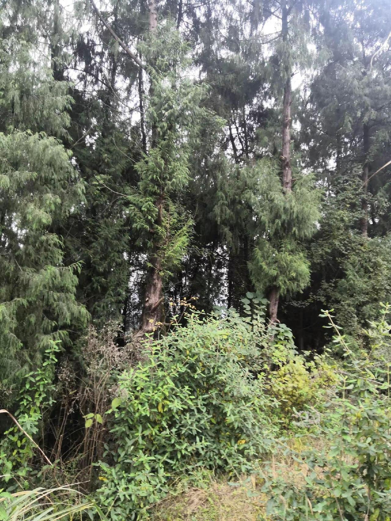 自然风景区 大山深处的自然风景 爬山推荐 风景素材大自然 森林美景