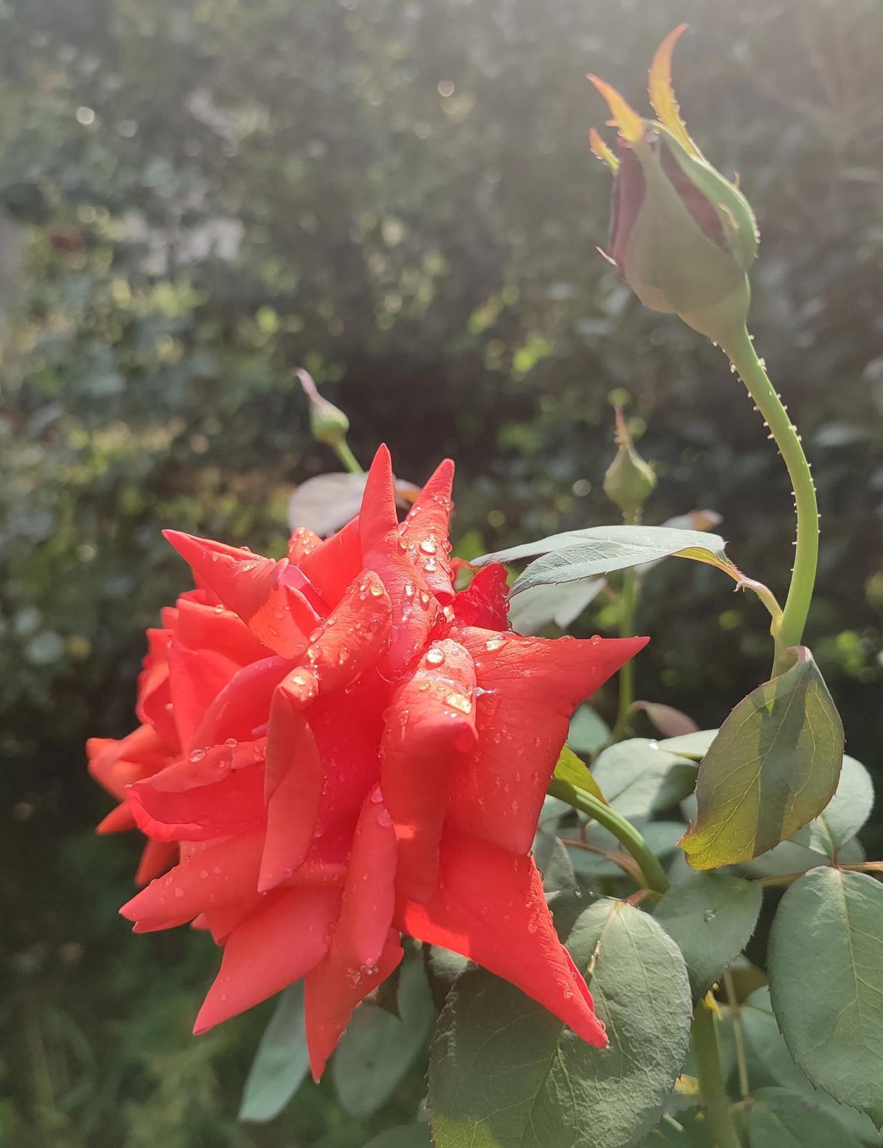 拍一张今天的绝美月季花照片