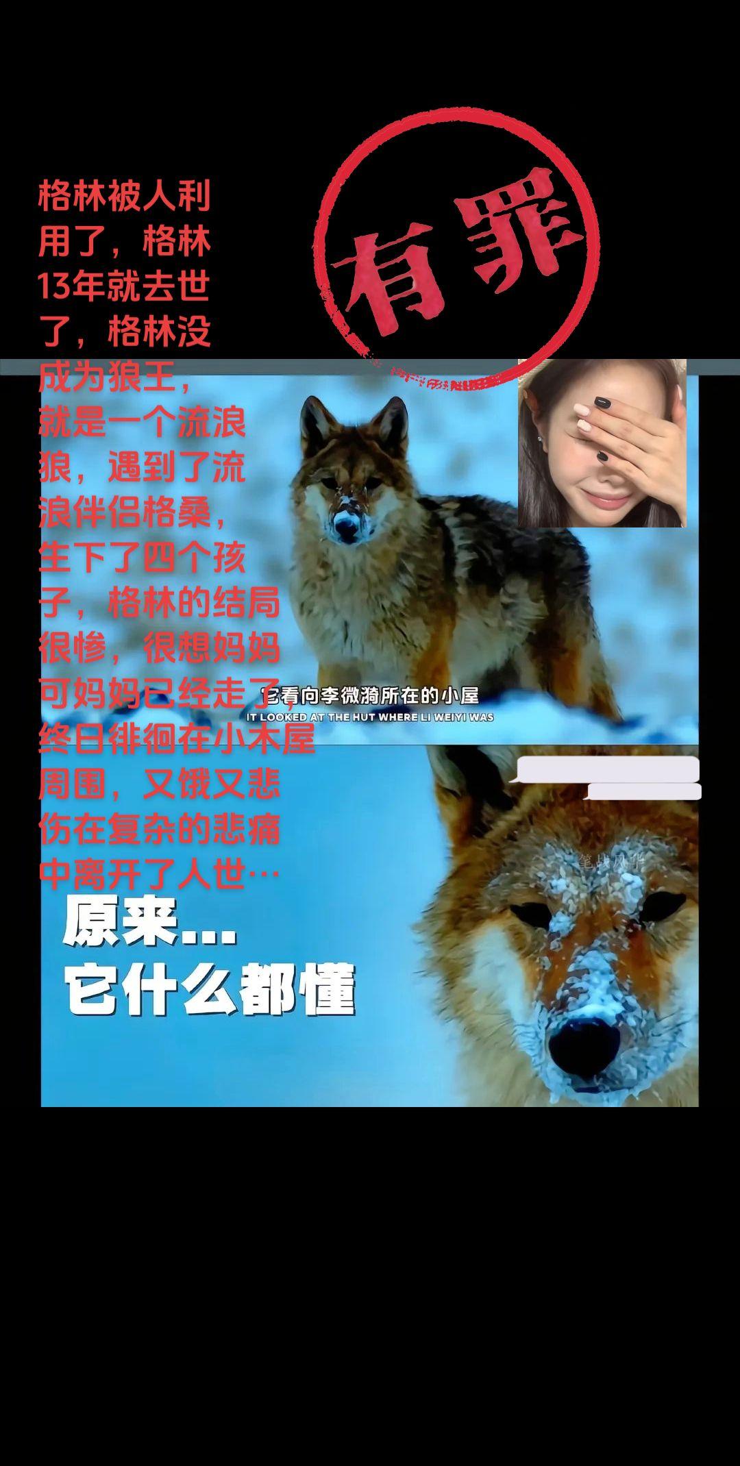 狼王格林悲惨的命运