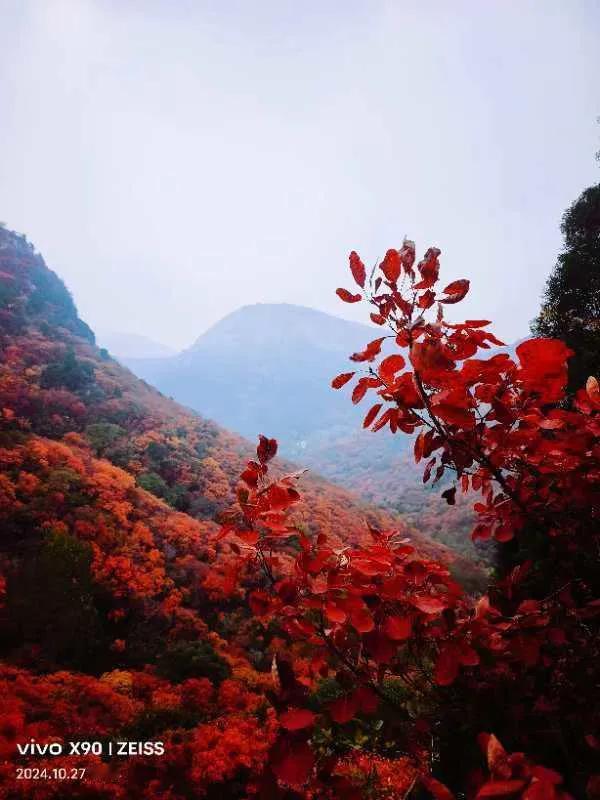 枫红似火映山川
游人陶醉难回返

此生最美心生欢
愿卧仙境度流年

（图文皆原创