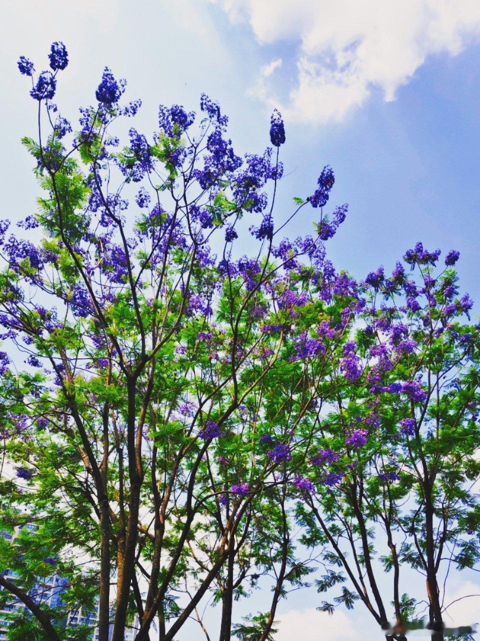 蓝花楹。再不看就要谢了。 