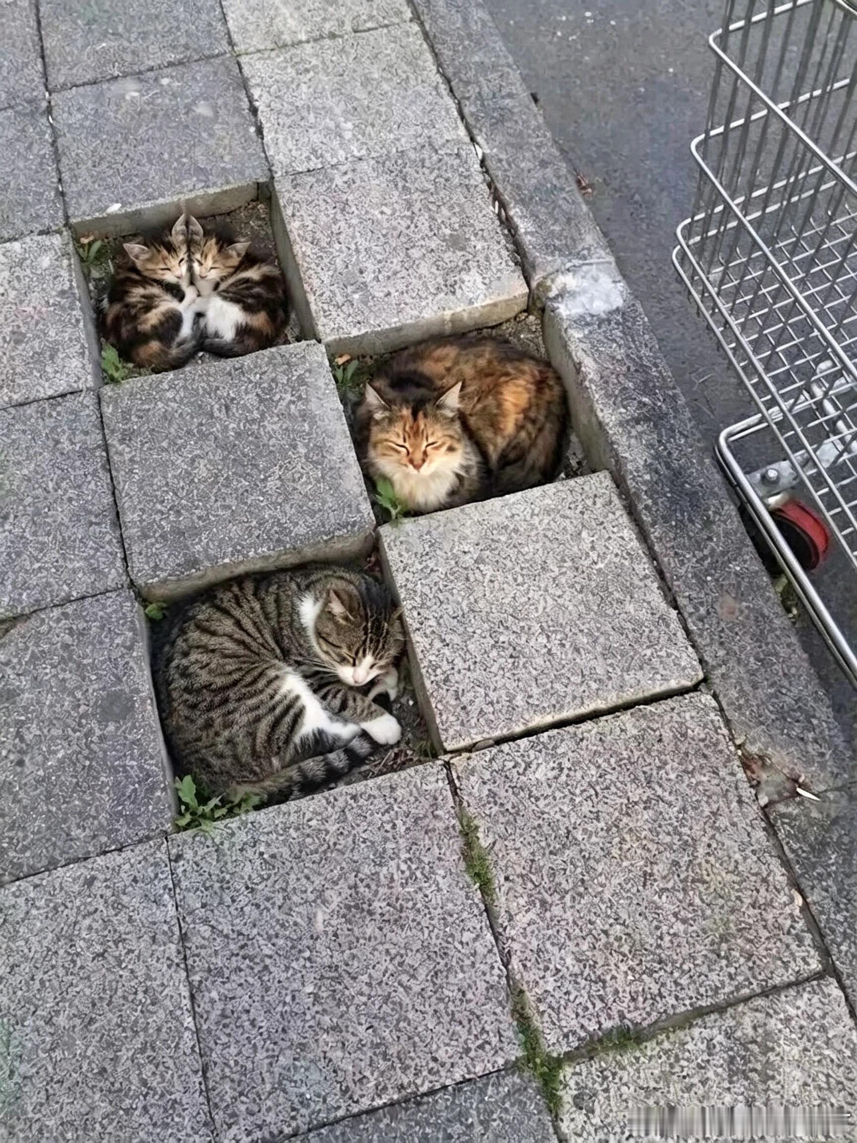 猫猫停车位天哪，看到这一幕，心都萌化了~🐱 