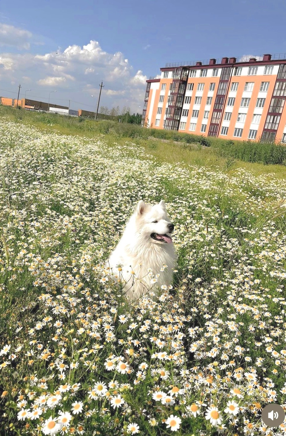 耶的夏天 ​​​