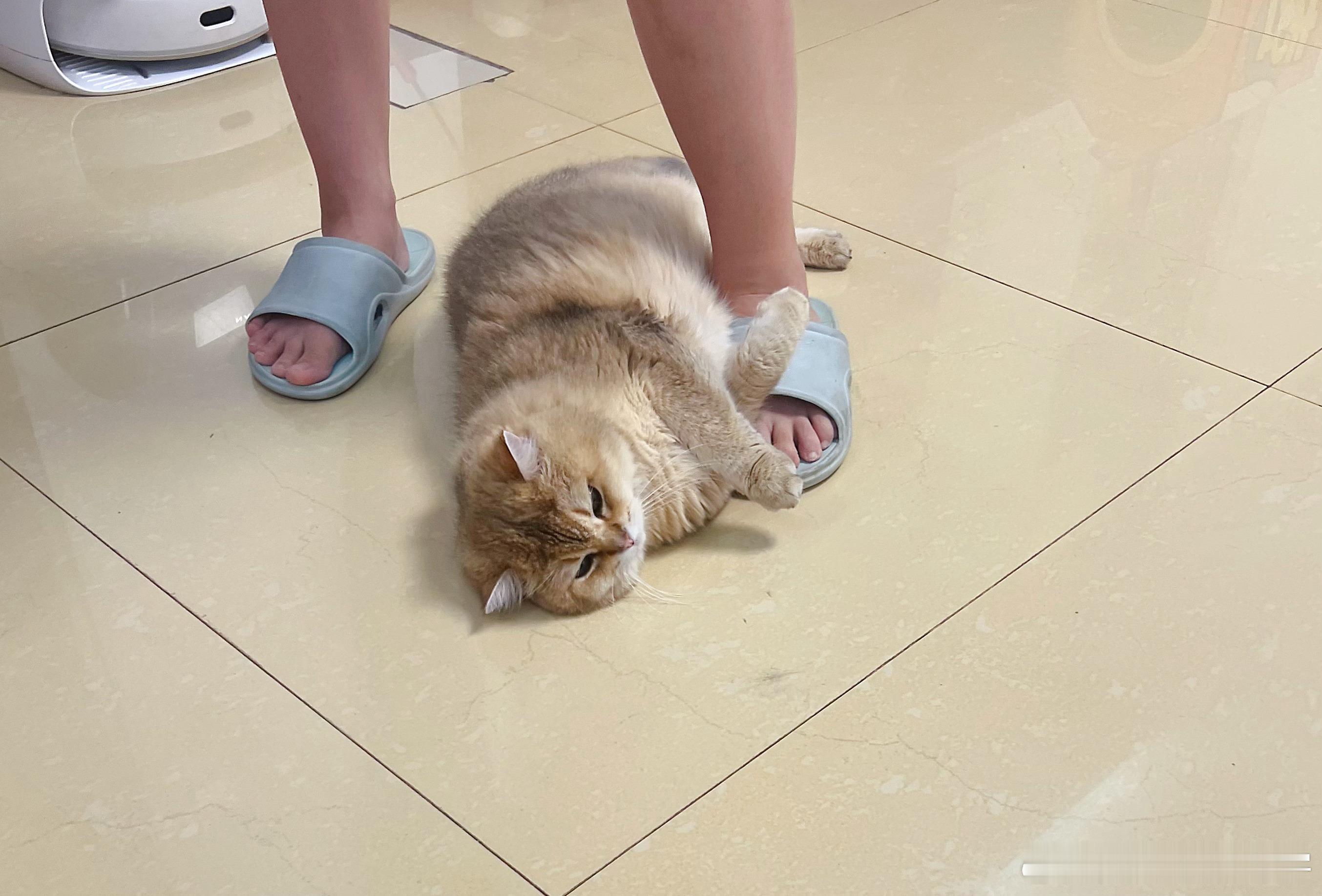 鸡腿猫好像又学会卖萌了[挖鼻]金渐层沈同学萌宠随手拍猫咪 ​​​