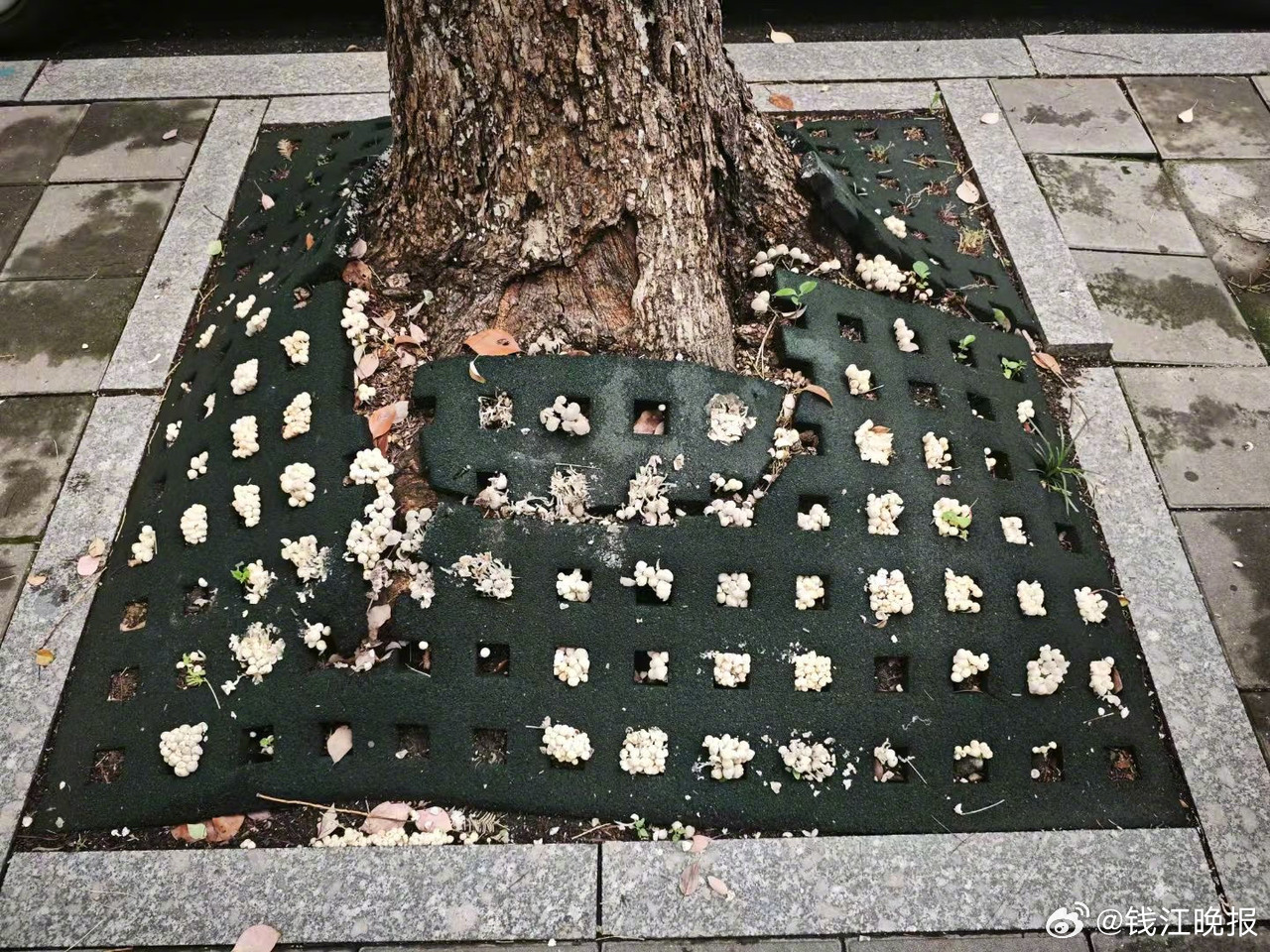 【#蘑菇疯狂冒头别挖别吃严重可致死#】#绿化带蘑菇疯长当心蘑界杀手有剧毒# “杭