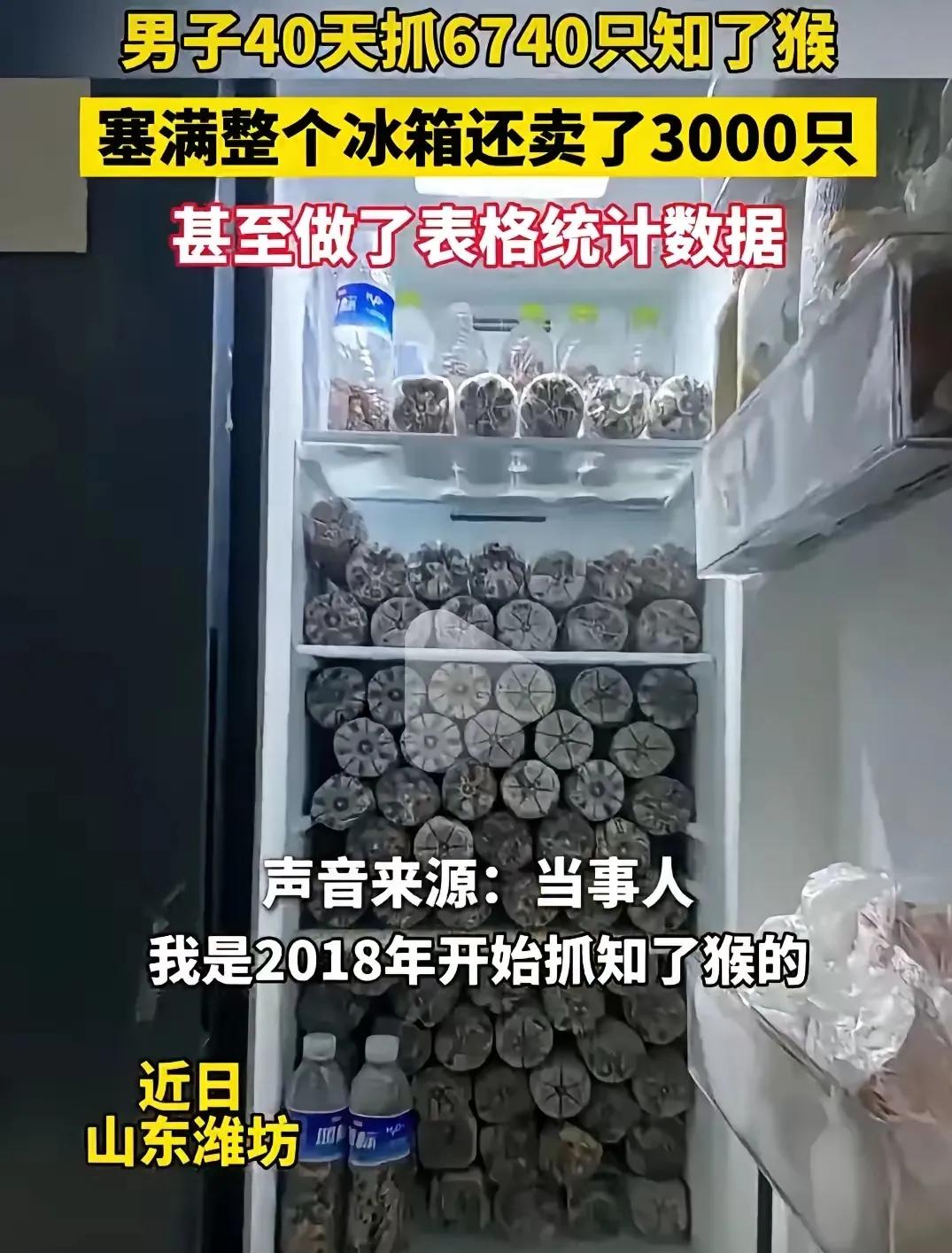 “高手在民间！”山东潍坊，一男子40天里抓了6700多个知了猴。他自家冰箱塞得满