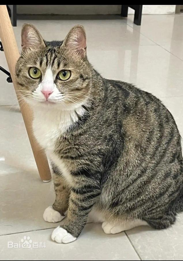分享一张最可爱的猫咪照片