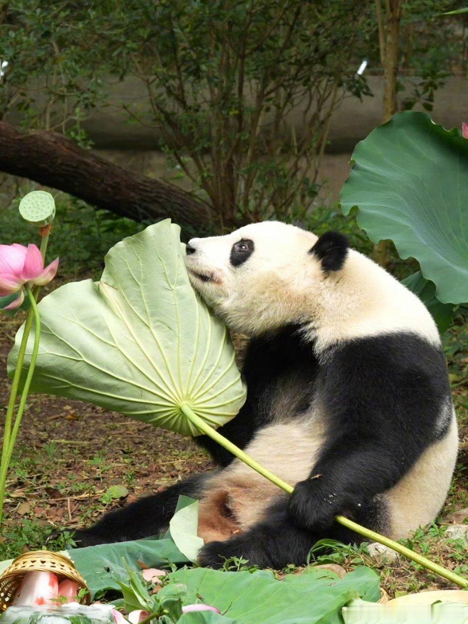 熊猫守护者 一眼就被软乎乎的大熊猫俘获。胖乎乎的身子摇摇晃晃，抱着竹笋吃得津津有