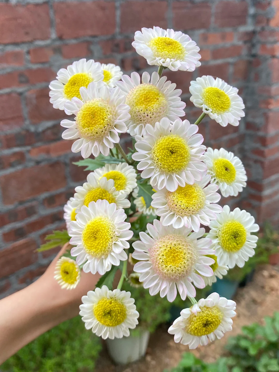 小可爱“夏”花 ！越来越白花花啦哈哈😄