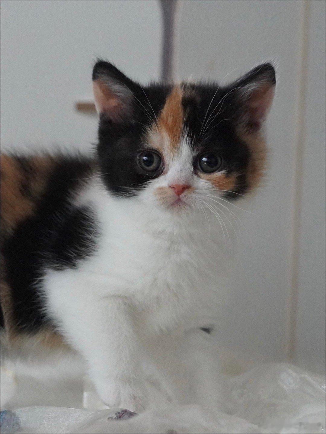 酱油饭团猫四岁生日快乐🎂..cr：age cat 