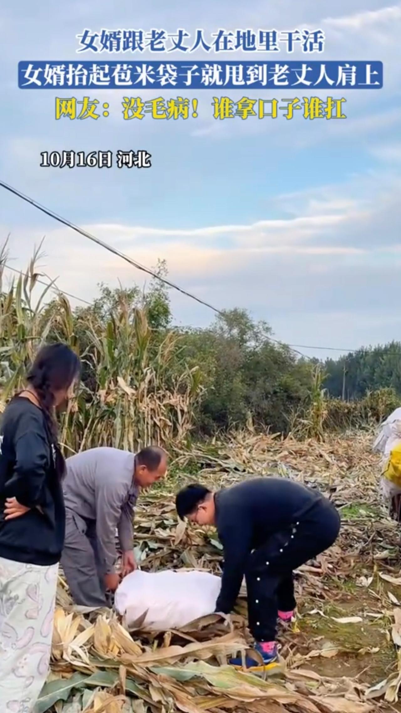 老丈人和女婿地里干农活，女婿扛起苞米袋子甩到老丈人肩上。