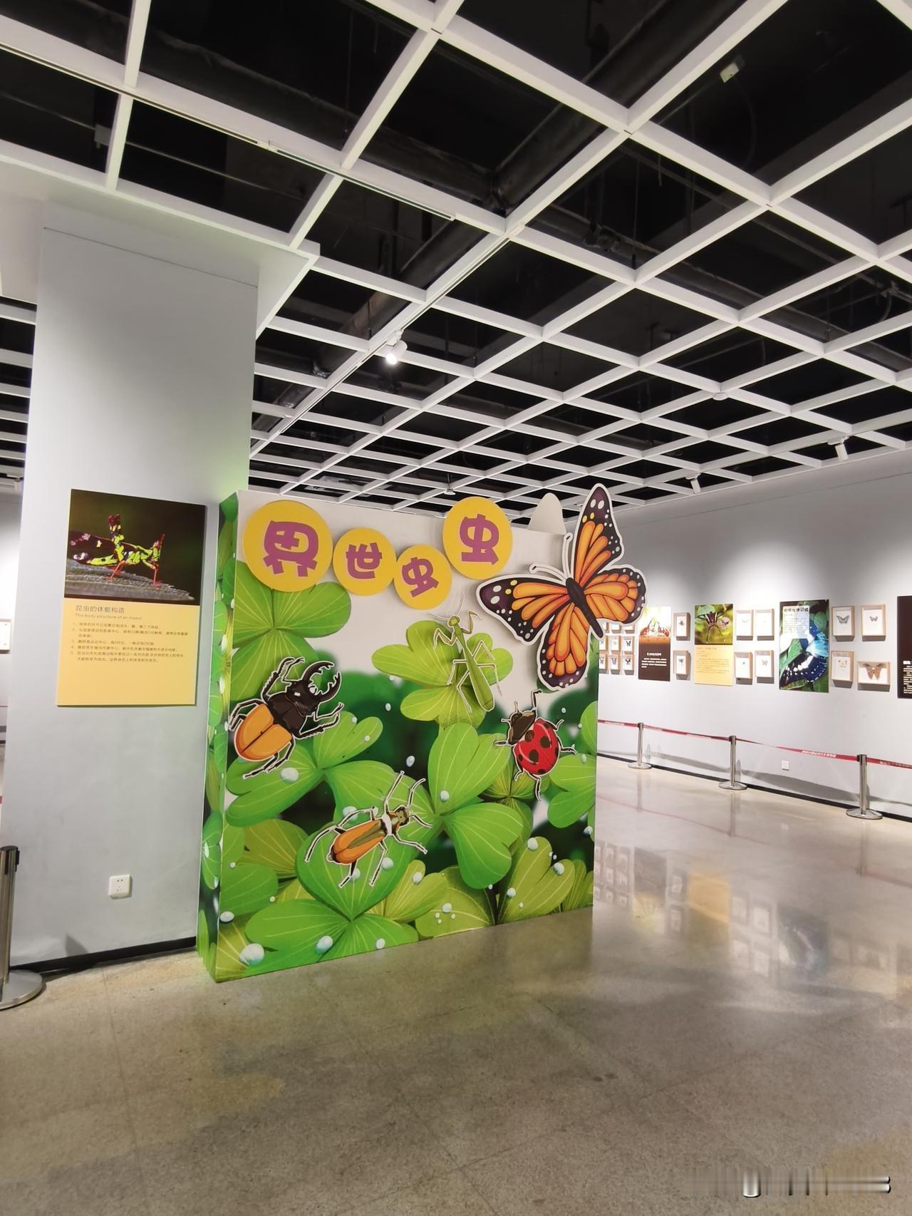 神奇的昆虫世界昆虫图片 自然里的昆虫昆虫奇境展